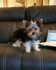 Yorkshire Terrier Puppy for sale in FISHERS, IN, USA