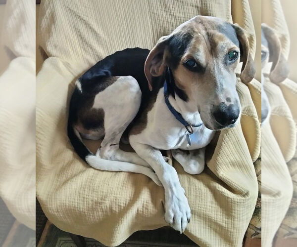 Medium Photo #3 Treeing Walker Coonhound-Unknown Mix Puppy For Sale in Greenbelt, MD, USA