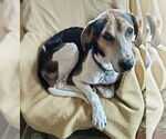 Small #2 Treeing Walker Coonhound Mix