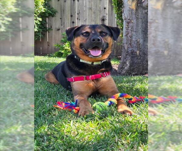 Medium Photo #9 Rottweiler-Unknown Mix Puppy For Sale in Santa Barbara, CA, USA