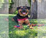 Small Photo #9 Rottweiler-Unknown Mix Puppy For Sale in Santa Barbara, CA, USA