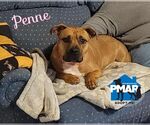 Small American Pit Bull Terrier Mix