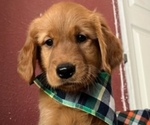Litter of 10 - Male(s) and Female(s) Golden RetrieverLitter of Puppies for Sale - Photo #4