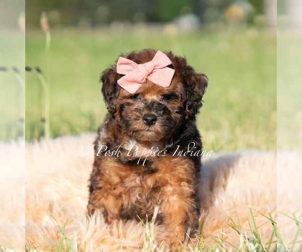 Medium Photo #2 Poodle (Miniature) Puppy For Sale in WARSAW, IN, USA