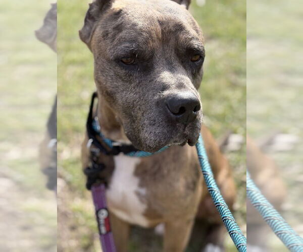 Medium Photo #3 Mutt Puppy For Sale in Elmsford, NY, USA