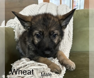 Medium German Shepherd Dog