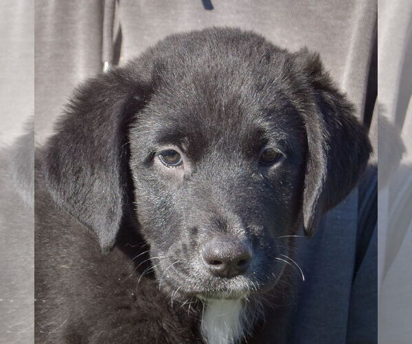 Medium Photo #6 German Shepherd Dog-Unknown Mix Puppy For Sale in Huntley, IL, USA