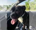 Small Boxer