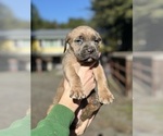 Small Photo #8 Cane Corso Puppy For Sale in SEBASTOPOL, CA, USA
