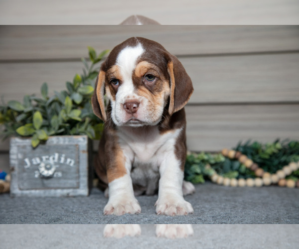 Medium Photo #13 Beabull Puppy For Sale in MILLERSBURG, OH, USA