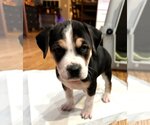 Small Photo #2 Beagle-Unknown Mix Puppy For Sale in Wheaton, IL, USA