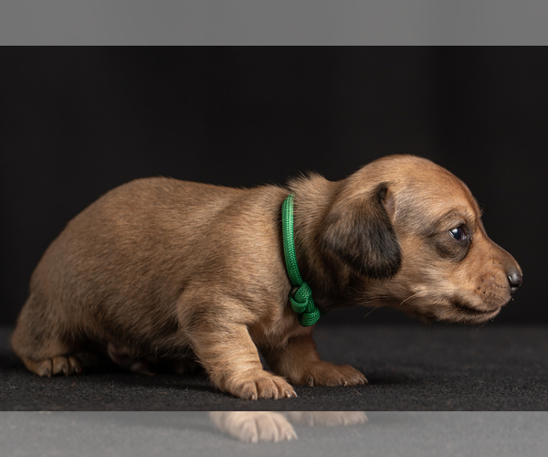 Medium Photo #16 Dachshund Puppy For Sale in CROWLEY, TX, USA