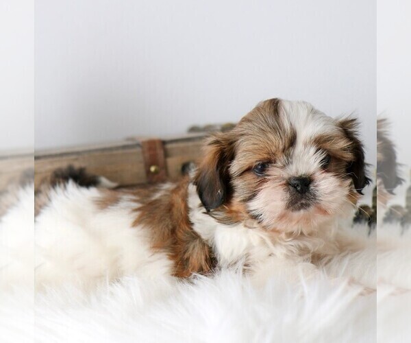 Medium Photo #2 Shih Tzu Puppy For Sale in ARTHUR, IL, USA
