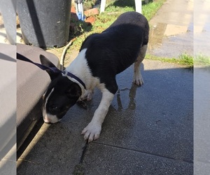 Bull Terrier Puppy for sale in LONG BEACH, CA, USA
