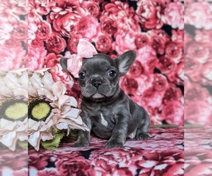 French Bulldog Puppy for sale in QUARRYVILLE, PA, USA
