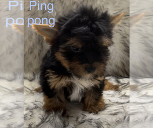 Yorkshire Terrier Puppy for sale in AZLE, TX, USA