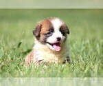 Puppy Pearl Pembroke Welsh Corgi