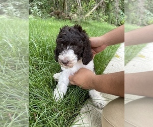 Poodle (Standard) Puppy for sale in RIVERDALE, MD, USA