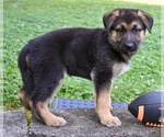Small #5 German Shepherd Dog