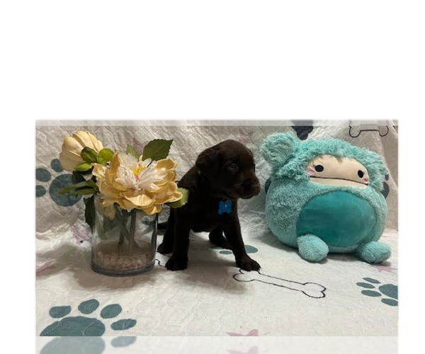 Medium Photo #1 Labrador Retriever Puppy For Sale in WEBSTER, FL, USA