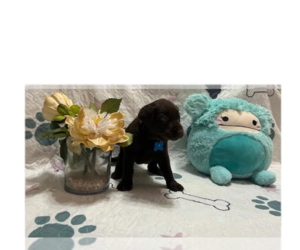 Labrador Retriever Puppy for sale in WEBSTER, FL, USA