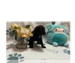 Small Labrador Retriever