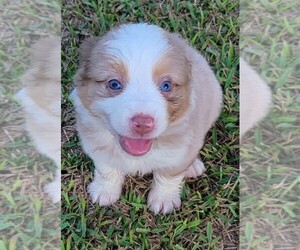 Miniature Australian Shepherd Puppy for sale in SANTA FE, TX, USA