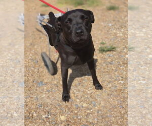 Mutt Dogs for adoption in Jackson, MS, USA