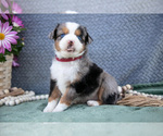 Small #2 Miniature Australian Shepherd