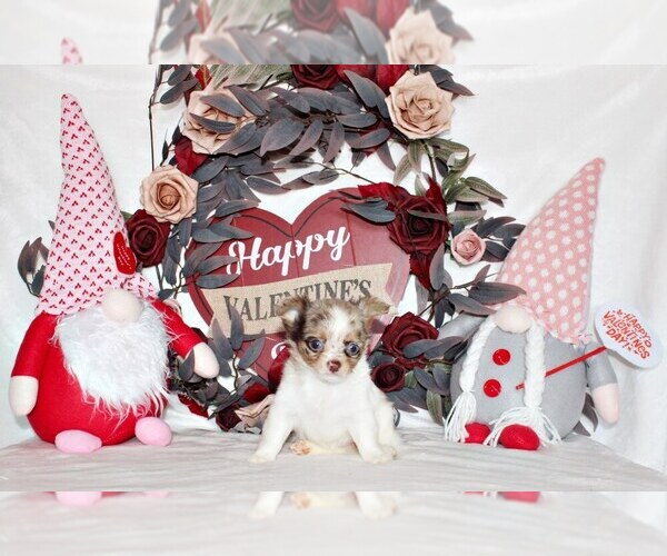 Medium Photo #2 Chihuahua Puppy For Sale in CHARLESTON, AR, USA