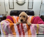 Puppy Girl G6 Golden Retriever