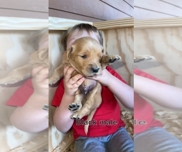 Medium Photo #9 Golden Retriever Puppy For Sale in PHIL CAMPBELL, AL, USA