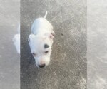 Small American Staffordshire Terrier