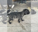 Small #1 Cane Corso