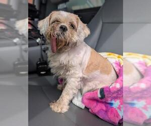 Shih Tzu-Unknown Mix Dogs for adoption in San Antonio, TX, USA