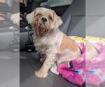Small Shih Tzu Mix