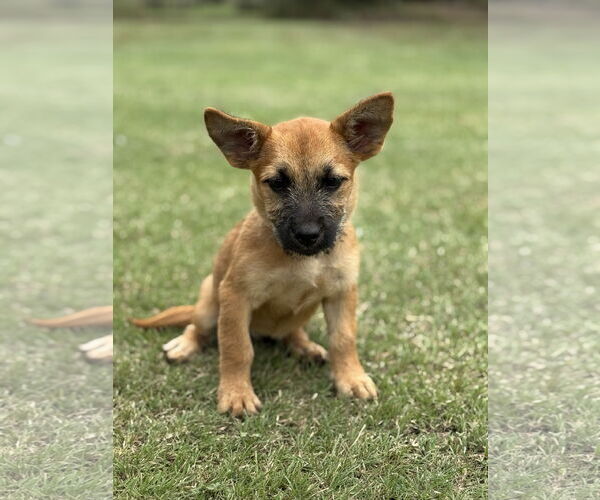 Medium Photo #3 Mutt Puppy For Sale in PIPE CREEK, TX, USA