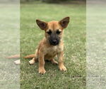Small #2 Mutt