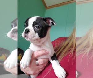 Boston Terrier Puppy for sale in GORHAM, NH, USA