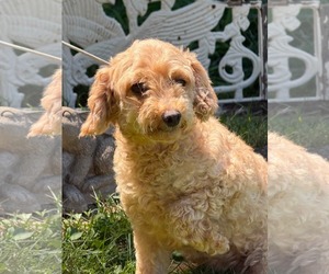 Buttons/ ADOPTED - Female Poodle (Miniature) Dog for Adoption - Photo #2