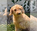 Small #1 Poodle (Miniature)