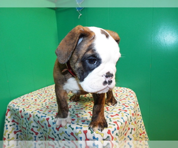 Medium Photo #6 Beabull Puppy For Sale in PATERSON, NJ, USA