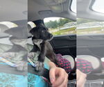 Small #3 Labrador Retriever Mix