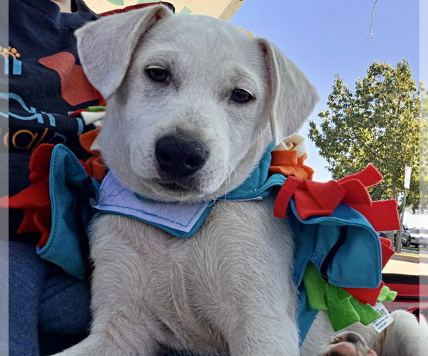 Medium Photo #1 Mutt Puppy For Sale in Plainfield, IL, USA