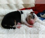 Small #3 Miniature Australian Shepherd