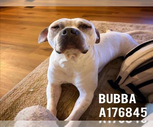 Medium Photo #2 Mutt Puppy For Sale in Tulsa, OK, USA