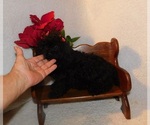 Small #3 Poodle (Toy)