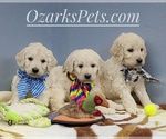Small Photo #7 Goldendoodle Puppy For Sale in CEDAR GAP, MO, USA