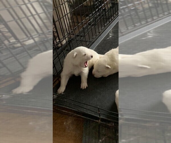 Medium Photo #3 Samoyed Puppy For Sale in DALLAS, TX, USA