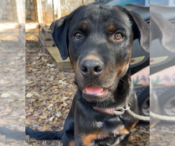 Medium Photo #2 Rottweiler Puppy For Sale in Hillsboro, NH, USA